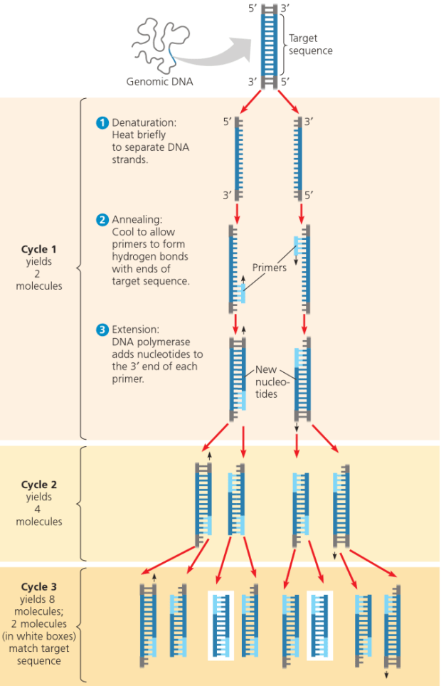 polymerase-chain-reaction-pcr