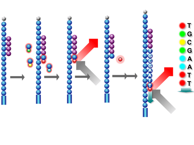Sequencing_by_synthesis_Reversible_terminators